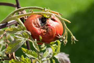 A rotten tomato on a vine.