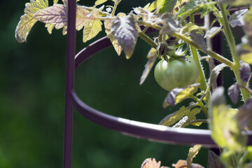 A green tomato on a vine