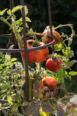 A rotten tomato on a vine.