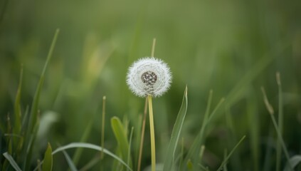 Feathery seed head in soft white contrasts with vibrant green grass blades, highlighting plant life cycle, World Environment Day