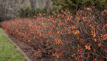 Ornamental witch-hazel shrubs displaying red ribbon-like flowers and yellow blossoms with purple-red calyxes on leafless branches, arranged in a park setting, Earth Day