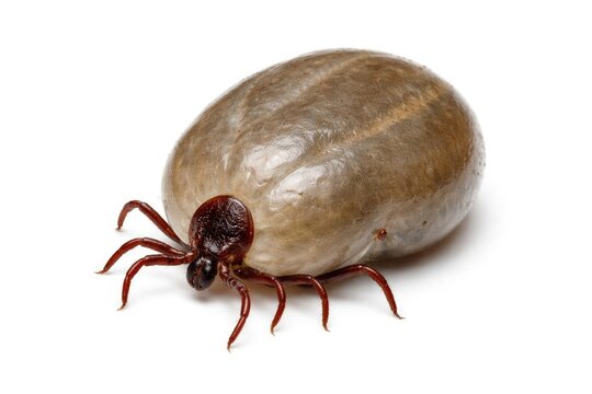 Engorged larval deer tick close up shot on clean white background