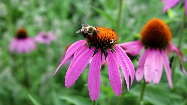 Bumble bee pollinating purple coneflower with small inchworm caterpillar