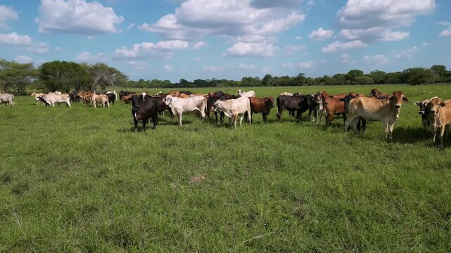 Ganado vacuno pastando en potrero verde bajo cielo azul con nubes