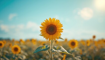 Sunflower with vibrant yellow petals on a clear summer day, ideal for floral-themed backgrounds or editorial headers