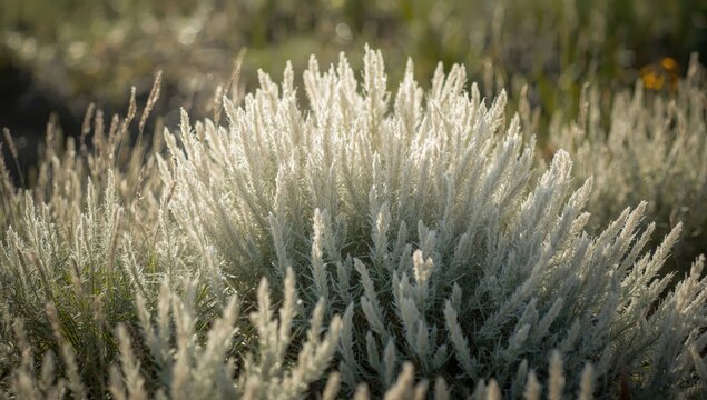 White woolly succulents with silver-textured leaves growing naturally, highlighting drought-resistant plant features