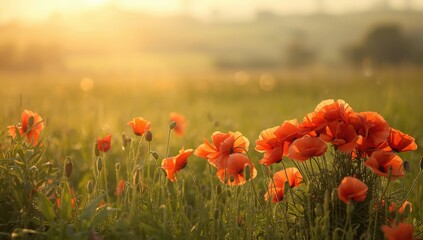 Obraz premium Opium poppy plants captured with shallow depth, highlighting their role in natural drug production