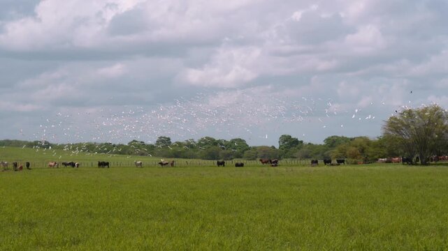 Ganado vacuno en el campo con gran bandada de aves blancas volando al fondo