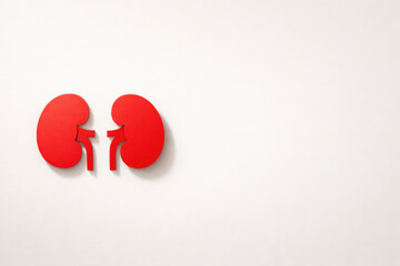Illustrative Representation of Human Kidneys in a Bold Red Design, Highlighting Their Essential Role in the Body's Filtration and Regulation System