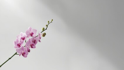 Single pink orchid blossom on a neutral gray surface serving as a nature-inspired background for floral art, spring