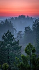 Colorful Dawn Sky Above Dense Forest Layers and Fog