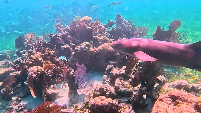 Coral Reef with Nurse Sharks and Fish Off The Coast of San Pedro, Ambergris Caye, Belize 