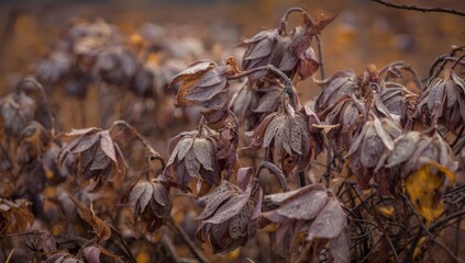 Garden flowers with withered brown and purple stems, illustrating drought effects in a hot summer setting