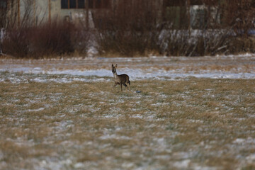 A lone roe deer stands in a frosty field with sparse snow patches and dry grass