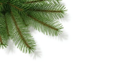 Obraz premium Greenery branch with pine needles on a white backdrop, suitable for holiday floral design