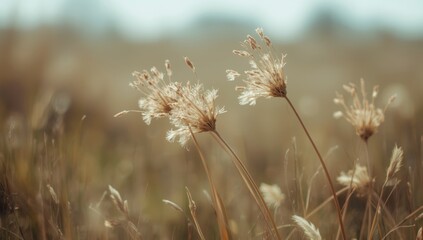 Dried grass flowers in the fields, emphasizing plant dormancy and seasonal change