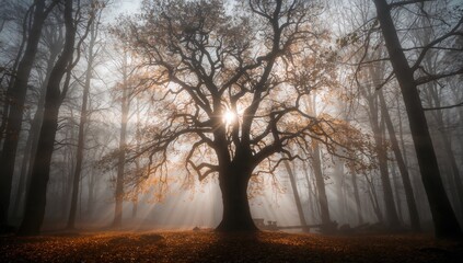 Morning in a foggy autumn woodland with sun rays penetrating the mist, highlighting seasonal transition
