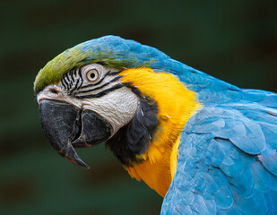 blue and yellow macaw © Juan