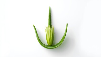 Aloe Vera plant parts on white surface, highlighting botanical components for health and beauty products