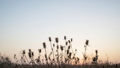 Obraz premium Dried teasels with a clear sky, used as a decorative element in botanical illustrations or nature-themed layouts
