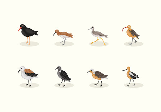 Colorful Shorebirds Waders Avocets Curlews Illustrations Set