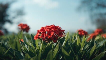 Vivid red flower bunch surrounded by dense greenery used as a floral decorative element