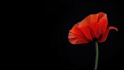 Bright red poppy standing out on a dark backdrop highlighting color harmony, floral display, World Floral Day