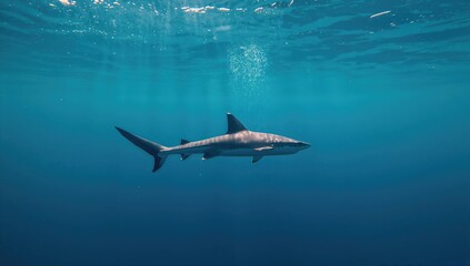 Naklejka premium Blacktip reef shark navigating coral reef environment, highlighting marine biodiversity and conservation