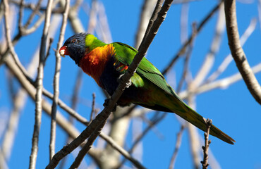 Rainbow Lorikeet (Trichoglossus moluccanus)