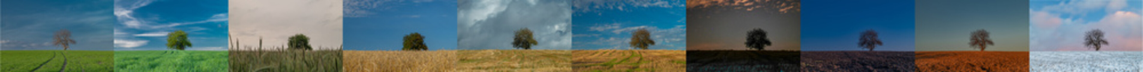 Collage with alone tree in fileld with different season in one year