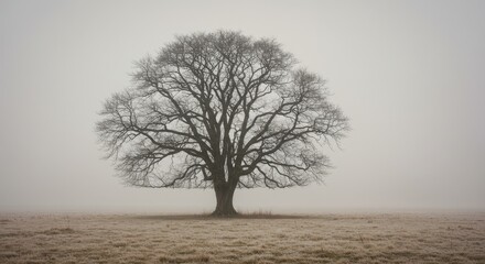 Solitary bare tree stands tall in a frosty, misty field