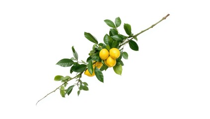 Lemon twig isolated on white, suitable for UI layout or text overlay