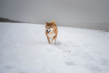Shiba inu dog is walking on the baltic sea beach at Winter