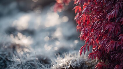 Close-up of creeping Oregon grape with red foliage in a park setting, highlighting ground cover and ornamental plant use