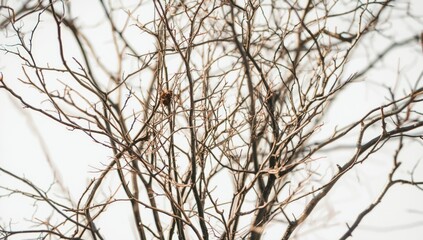 Collection of dry tree twigs and fragmented wood planks on a white surface, useful for UI backgrounds or editorial headers