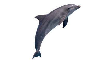 Dolphin Jumping Out of Water © Edward.S