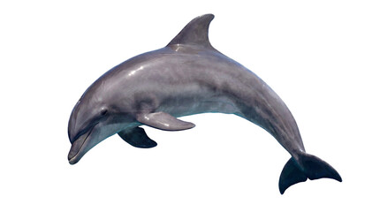 Dolphins body is gracefully arched © Edward.S