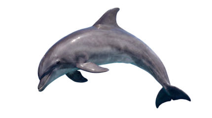 Dolphins body is gracefully arched