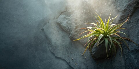 Epiphyte Tillandsia species attached to a support, air plant growth habits, Nature Day