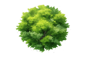 Fototapeta premium Green tree showing rich foliage and verdant leaves from above, providing a natural design element on a transparent background