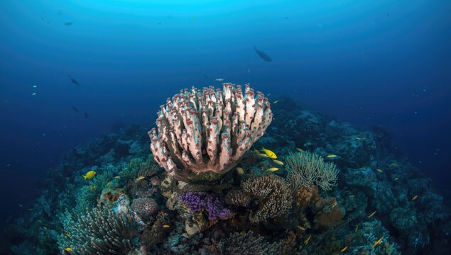 Colorful coral formations in clear tropical water, ideal for educational and environmental visuals