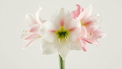 Fototapeta premium Delicate white and pink amaryllis blossoms with light green centers, arranged for floral decoration in a neutral setting
