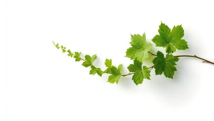 Vine branch with leaves on a white backdrop, used as a natural background or decorative element