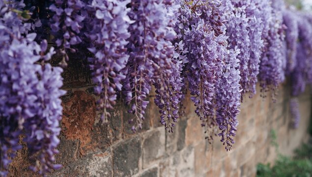 Close-up of a wall adorned with blooming purple wisteria, highlighting seasonal floral display - Powered by Adobe