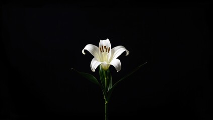 White flower against dark backdrop, suitable for editorial header backgrounds and visual contrast, Earth Day
