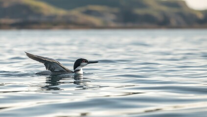 Migrating Great Northern Diver in UK waters, highlighting seasonal bird movement