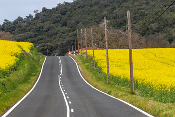 road in the field