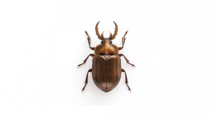 Close-up of a brown scarab beetle on a plain white backdrop for entomology studies
