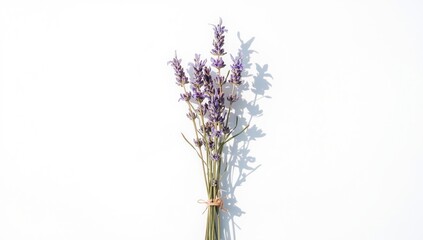 Lavender plant parts arranged on white backdrop, ideal for layout or editorial use