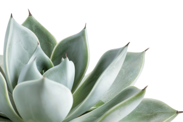 Bluish agave plant has thick leaves and is cut out on a transparent background. This plant can be used in various digital projects to add a natural element